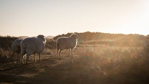 A few sheep enjoying the last warm summer sun...